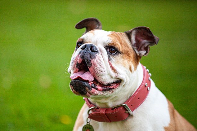 Darklab Productions: Lola